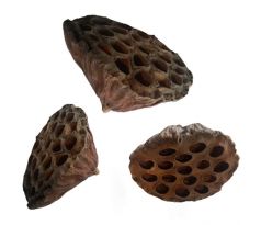 Sušený plod - lotus
