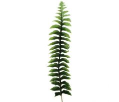Papraď list - dl. 55 cm