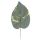 Hosta list 42 cm