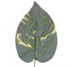 Hosta list 42 cm, detail