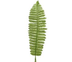 Papraď list - dl. 40 cm