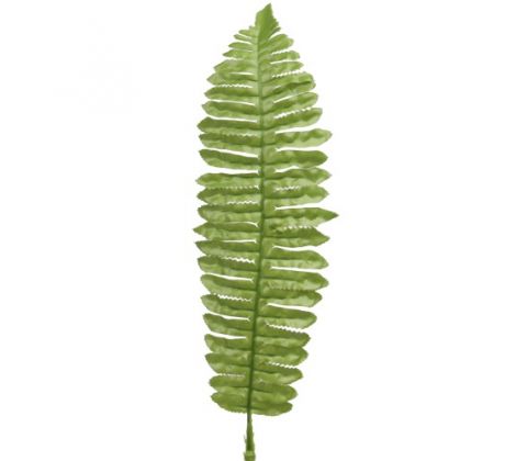 Papraď list - dl. 40 cm
