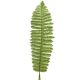 Papraď list - dl. 40 cm