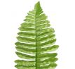 Papraď list - dl. 40 cm, detailný pohľad