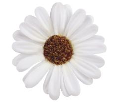 Umelá krasuľka biela 8 cm