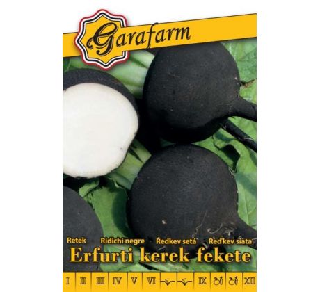 Reďkev Erfurti - čierna guľatá zimná