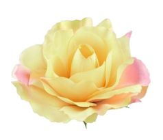 Umelá ruža bledožltá 11 cm