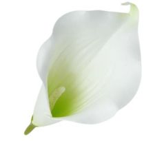 Umelá kala bielozelená 15 cm