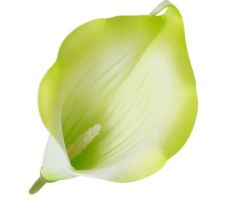 Umelá kala zelená 15 cm