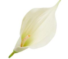 Umelá kala krémová 16 cm