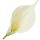 Umelá kala krémová 16 cm