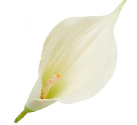 Umelá kala krémová 16 cm