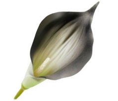 Umelá kala čierna 16 cm