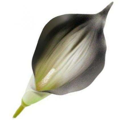 Umelá kala čierna 16 cm