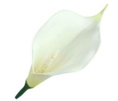 Umelá kala bielozelená mini 13 cm