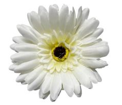 Umelá gerbera biela 10 cm