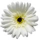 Umelá gerbera biela 10 cm
