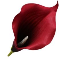 Umelá kala bordová 15 cm